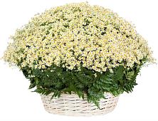 Цветочная композиция из Ромашки в корзине #REPLACE_PRED# Октябрьском Челябинская область